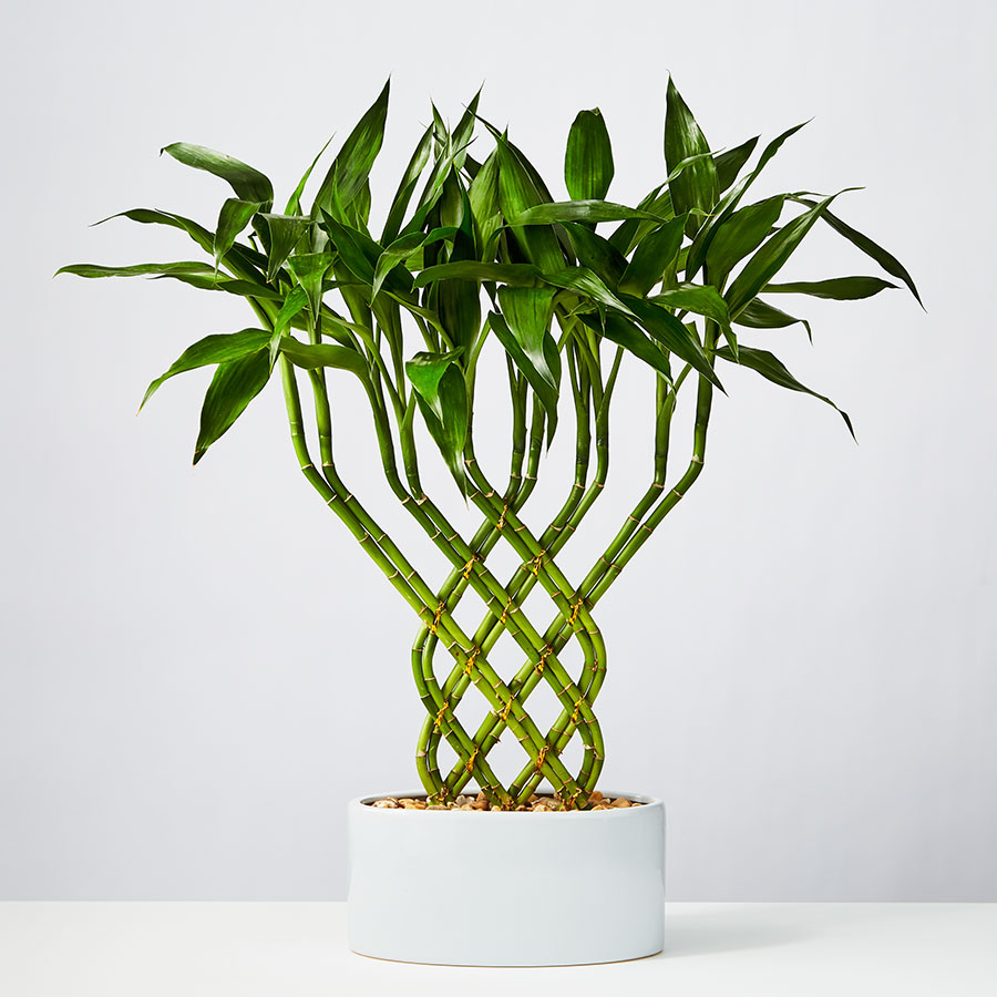 Lucky Bamboo Trellis